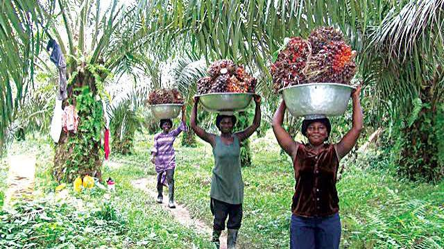Enugu's Dormant Palm Plantations Spring Back to Life as UPPL Begins Commercial Production, Invests $2.2m in Refinery